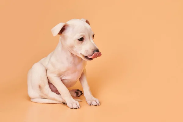 Portrét Roztomilého Italského Štěňátka Greyhound Zobrazující Jazyk Izolovaný Oranžovém Pozadí — Stock fotografie