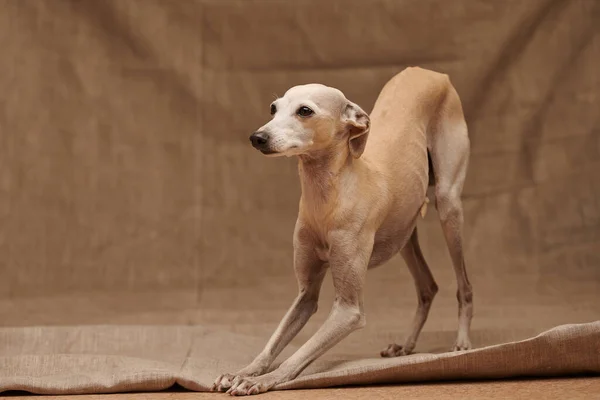 Retrato Perro Macho Galgo Italiano Posando Aislado Sobre Fondo Beige —  Fotos de Stock