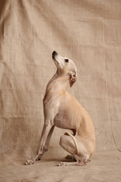 Портрет Итальянского Пса Грейхаунда Позирующего Изолированно Фоне Бежевой Студии — стоковое фото