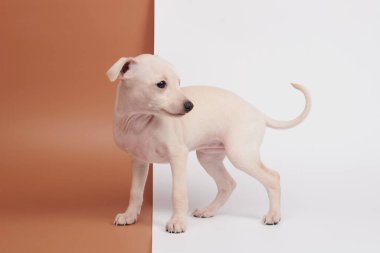 Beyaz kahverengi stüdyo arka planında izole edilmiş şirin İtalyan tazı yavrusu portresi. Küçük av köpeği beyaz bej kolo