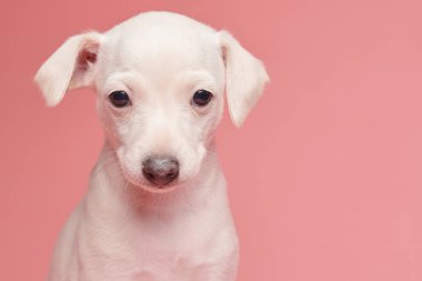 Pembe stüdyo arka planında izole edilmiş şirin İtalyan tazı yavrusu portresi. Küçük av köpeği beyaz bej kolo