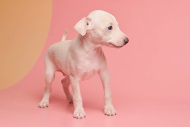 Pembe turuncu stüdyo arka planında izole edilmiş şirin İtalyan tazı yavrusu portresi. Küçük av köpeği beyaz bej kolo