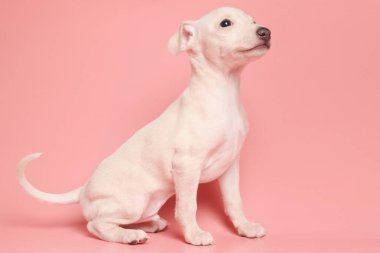 Pembe stüdyo arka planında izole edilmiş şirin İtalyan tazı yavrusu portresi. Küçük av köpeği beyaz bej kolo
