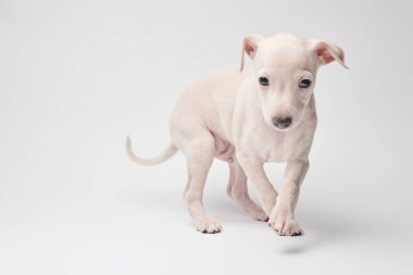 Beyaz stüdyo arka planında izole edilmiş şirin İtalyan tazı yavrusu portresi. Küçük av köpeği beyaz bej kolo