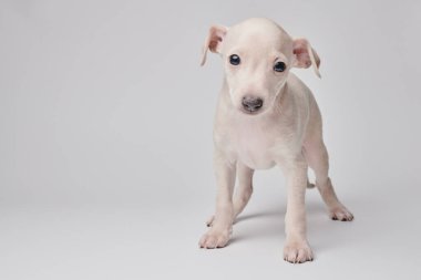 Beyaz stüdyo arka planında izole edilmiş şirin İtalyan tazı yavrusu portresi. Küçük av köpeği beyaz bej kolo