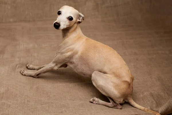 意大利灰狗公犬在米色摄影棚背景下形象分离的肖像 — 图库照片