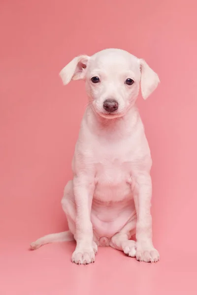 Porträtt Söta Italienska Greyhound Valp Isolerad Rosa Studio Bakgrund Liten — Stockfoto