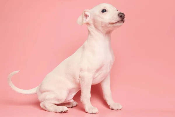 Retrato Cachorro Bonito Italiano Greyhound Isolado Fundo Estúdio Rosa Pequeno — Fotografia de Stock