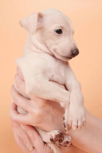 Aranyos Olasz Agár Kiskutya Portré Emberi Kézben Kis Álmos Beagle — Stock Fotó