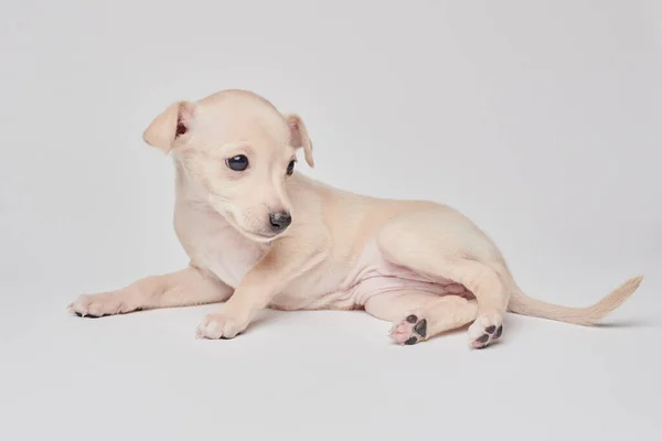 白いスタジオの背景に隔離されたかわいいイタリアのグレイハウンド子犬の肖像画 小さなビーグル犬白ベージュコロー — ストック写真