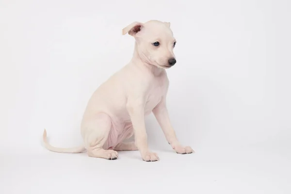 Retrato Cachorro Bonito Italiano Greyhound Isolado Fundo Estúdio Branco Pequeno — Fotografia de Stock