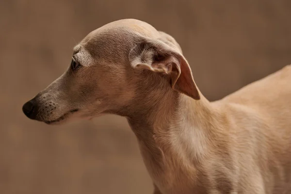 Portret Van Italiaanse Greyhound Mannelijke Hond Poseren Geïsoleerd Beige Studio — Stockfoto
