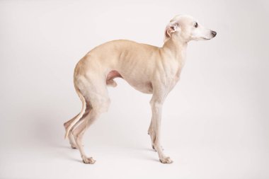 Beyaz stüdyo arka planında izole edilmiş İtalyan tazı erkek köpek portresi