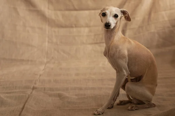 意大利灰狗公犬在米色摄影棚背景下形象分离的肖像 — 图库照片