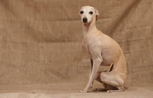 Porträtt Italienska Greyhound Hane Hund Poserar Isolerad Beige Studio Bakgrund — Stockfoto