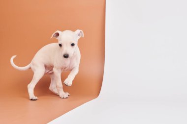 Beyaz kahverengi stüdyo arka planında izole edilmiş şirin İtalyan tazı yavrusu portresi. Küçük av köpeği beyaz bej kolo