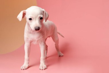 Pembe turuncu stüdyo arka planında izole edilmiş şirin İtalyan tazı yavrusu portresi. Küçük av köpeği beyaz bej kolo