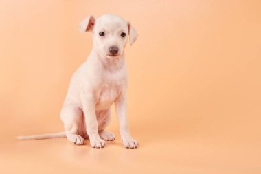 Portakallı şeftali rengi stüdyo arka planında izole edilmiş şirin İtalyan tazı yavrusu portresi. Küçük av köpeği beyaz bej kolo