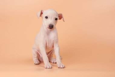Portakallı şeftali rengi stüdyo arka planında izole edilmiş şirin İtalyan tazı yavrusu portresi. Küçük av köpeği beyaz bej kolo