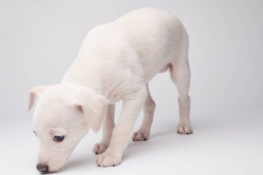 Beyaz stüdyo arka planında izole edilmiş şirin İtalyan tazı yavrusu portresi. Küçük av köpeği beyaz bej kolo