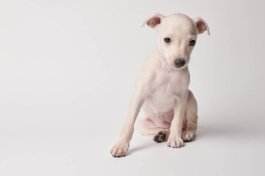 Beyaz stüdyo arka planında izole edilmiş şirin İtalyan tazı yavrusu portresi. Küçük av köpeği beyaz bej kolo