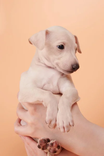 Ritratto Simpatico Cucciolo Levriero Italiano Mani Umane Piccolo Sonnolento Beagle — Foto Stock