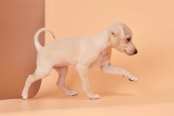 Portrait Cute Italian Greyhound Puppy Isolated Brown Orange Studio Background — Stock Photo, Image