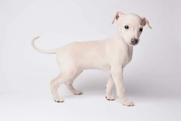Portrait Von Niedlichen Italienischen Windhund Welpen Isoliert Auf Weißem Studiohintergrund — Stockfoto