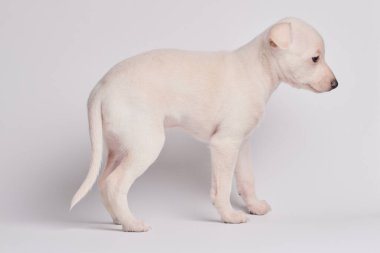 Beyaz stüdyo arka planında izole edilmiş şirin İtalyan tazı yavrusu portresi. Küçük av köpeği beyaz bej kolo