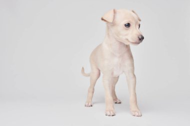 Beyaz stüdyo arka planında izole edilmiş şirin İtalyan tazı yavrusu portresi. Küçük av köpeği beyaz bej kolo