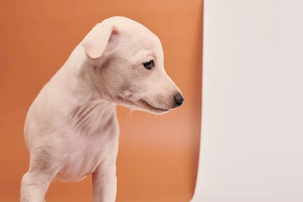 Portrét Roztomilého Italského Štěňátka Greyhound Izolovaného Bílém Hnědém Pozadí Studia — Stock fotografie