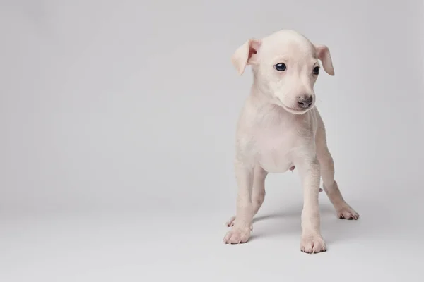 Portrait Cute Italian Greyhound Puppy Isolated White Studio Background Small — Stock Photo, Image