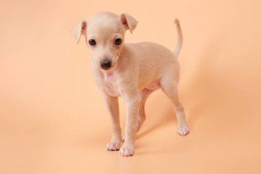 Portakallı şeftali rengi stüdyo arka planında izole edilmiş şirin İtalyan tazı yavrusu portresi. Küçük av köpeği beyaz bej kolo