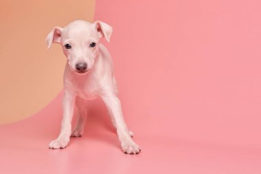 Pembe turuncu stüdyo arka planında izole edilmiş şirin İtalyan tazı yavrusu portresi. Küçük av köpeği beyaz bej kolo