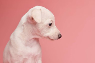 Pembe stüdyo arka planında izole edilmiş şirin İtalyan tazı yavrusu portresi. Küçük av köpeği beyaz bej kolo