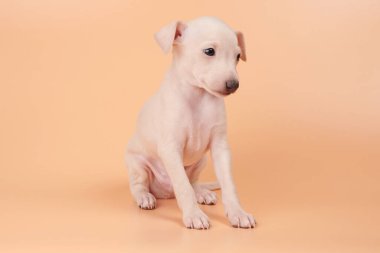 Portakallı şeftali rengi stüdyo arka planında izole edilmiş şirin İtalyan tazı yavrusu portresi. Küçük av köpeği beyaz bej kolo