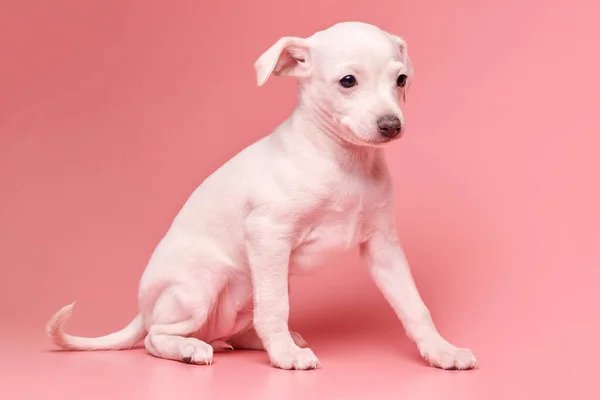 ピンクのスタジオの背景に隔離されたかわいいイタリアのグレイハウンド子犬の肖像画 小さなビーグル犬白ベージュコロー — ストック写真
