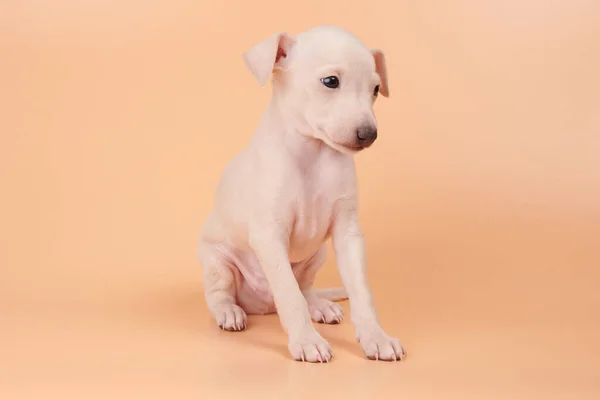 オレンジ色の桃のスタジオの背景に隔離されたかわいいイタリアのグレイハウンド子犬の肖像画 小さなビーグル犬白ベージュコロー — ストック写真