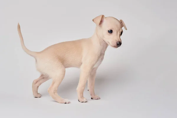 可爱的意大利灰狗的肖像 在白色的工作室背景上被隔离 小猎犬狗 白色米黄色科洛 — 图库照片