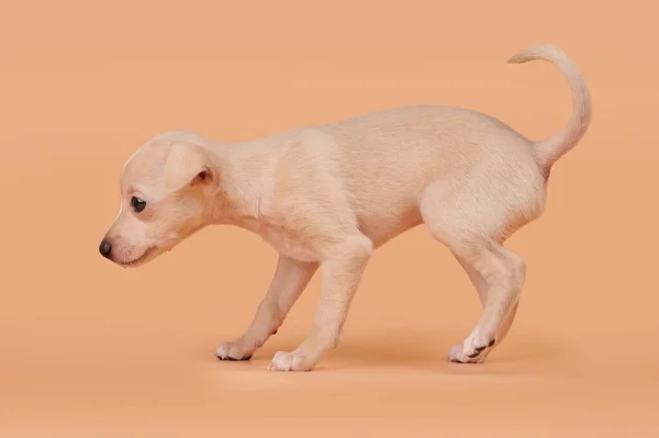 Portret Van Een Schattige Italiaanse Greyhound Puppy Geïsoleerd Oranje Perzikkleurige — Stockfoto