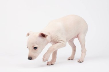 Beyaz stüdyo arka planında izole edilmiş şirin İtalyan tazı yavrusu portresi. Küçük av köpeği beyaz bej kolo