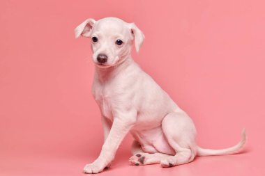 Pembe stüdyo arka planında izole edilmiş şirin İtalyan tazı yavrusu portresi. Küçük av köpeği beyaz bej kolo