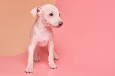 Pembe turuncu stüdyo arka planında izole edilmiş şirin İtalyan tazı yavrusu portresi. Küçük av köpeği beyaz bej kolo