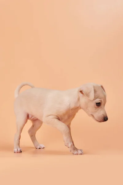 Portret Ślicznego Włoskiego Szczeniaka Greyhound Odizolowanego Pomarańczowym Tle Pracowni Brzoskwiniowej — Zdjęcie stockowe