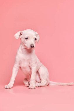 Pembe stüdyo arka planında izole edilmiş şirin İtalyan tazı yavrusu portresi. Küçük av köpeği beyaz bej kolo