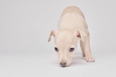 Beyaz stüdyo arka planında izole edilmiş şirin İtalyan tazı yavrusu portresi. Küçük av köpeği beyaz bej kolo