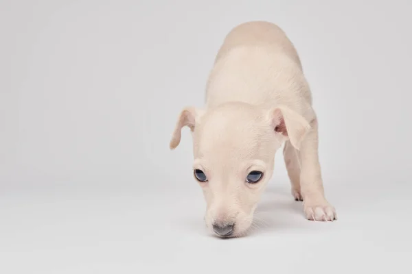 Portret Van Een Schattige Italiaanse Windhond Pup Geïsoleerd Witte Studio — Stockfoto