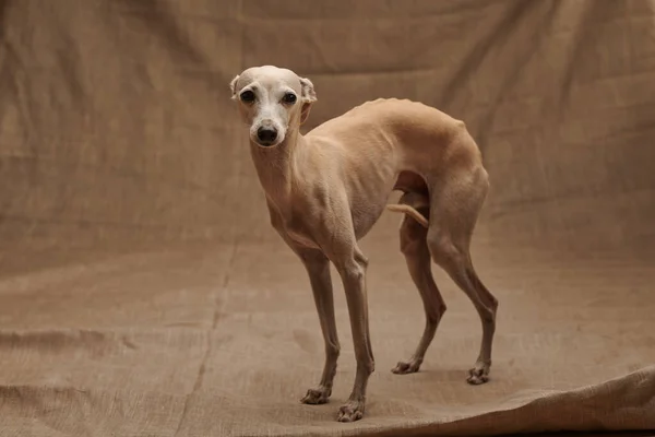 Portret Van Italiaanse Greyhound Mannelijke Hond Poseren Geïsoleerd Beige Studio — Stockfoto