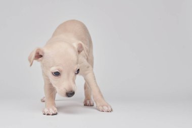 Beyaz stüdyo arka planında izole edilmiş şirin İtalyan tazı yavrusu portresi. Küçük av köpeği beyaz bej kolo