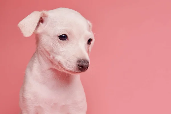 Portrait Von Niedlichen Italienischen Windhund Welpen Isoliert Auf Rosa Studiohintergrund — Stockfoto